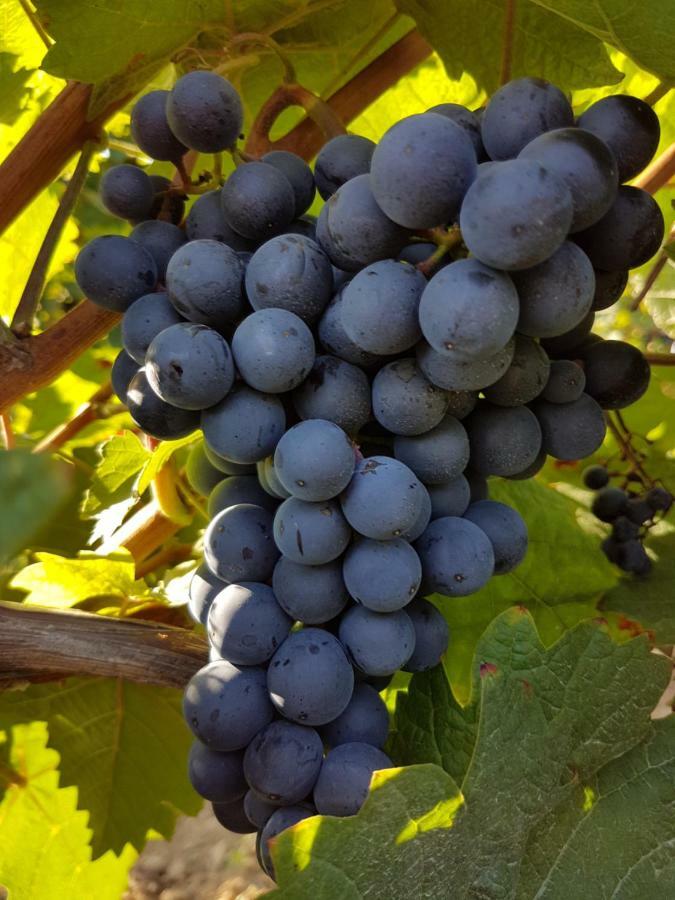 Weingut & Gaestehaus Nagel Kapellen-Drusweiler Zewnętrze zdjęcie