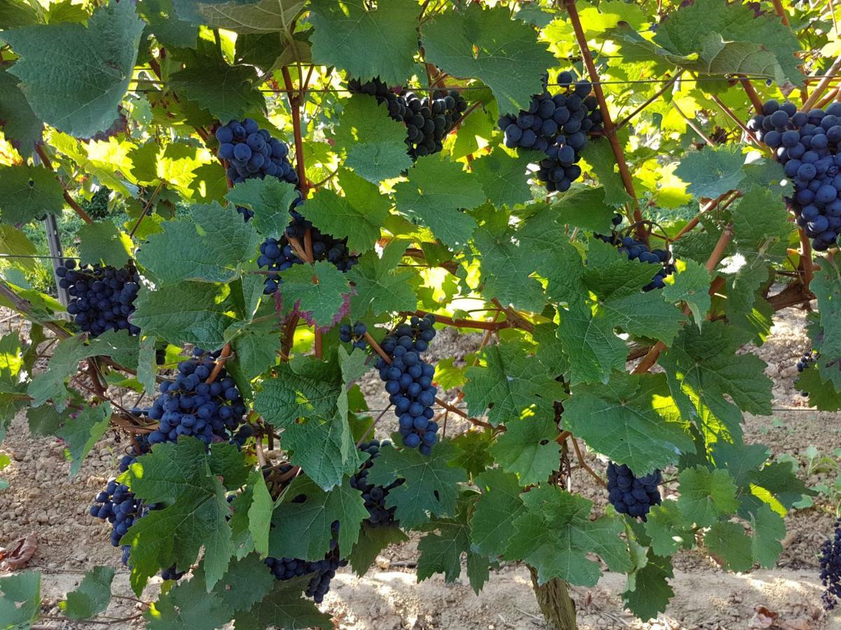 Weingut & Gaestehaus Nagel Kapellen-Drusweiler Zewnętrze zdjęcie